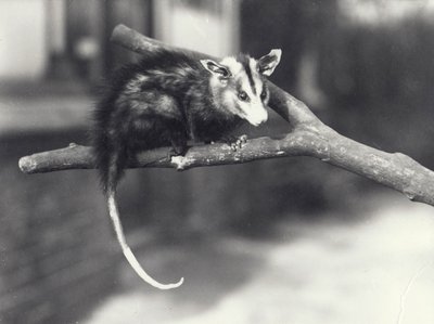 Opossum à oreilles blanches sur une branche au zoo de Londres, décembre 1918 - Frederick William Bond